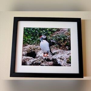 Custom Framed Atlantic Puffin Photo